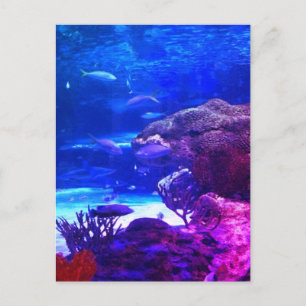 Personalized Coral Reef Postcard