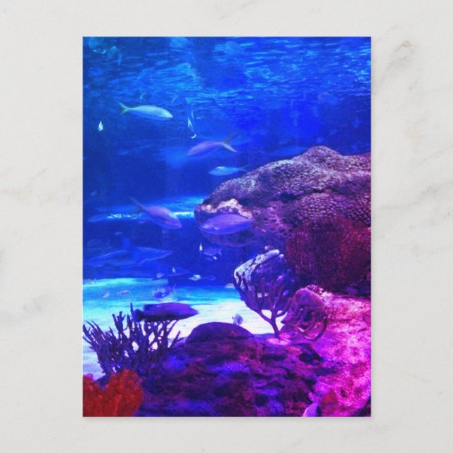 Personalized Coral Reef Postcard (Front)