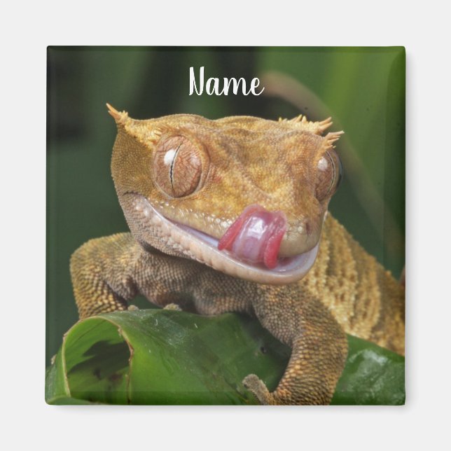 Personalized Crested Gecko Lizard Magnet (Front)
