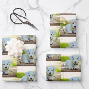 Personalized custom pet photo wrapping paper sheet