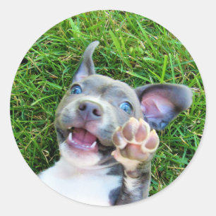 Personalized Custom Photo Puppy Dog Birthday Party Classic Round Sticker