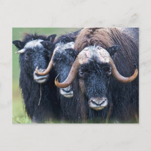 Personalized Custom Your Own Photo & Text Postcard