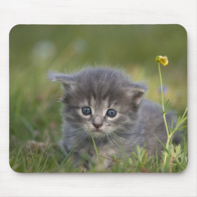 Personalized Cute Kitten Mouse Pad (Front)