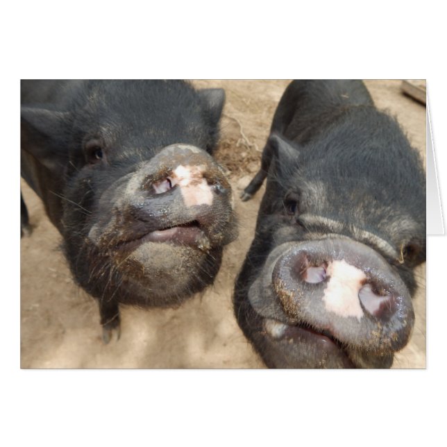 Personalized Double Snouts Black Mini Pigs (Front Horizontal)