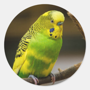 Personalized English Budgie Parakeet Classic Round Sticker