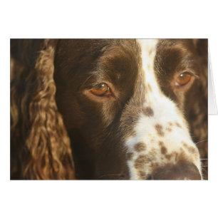 Personalized English Springer Spaniel Card