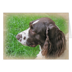 Personalized English Springer Spaniel Profile
