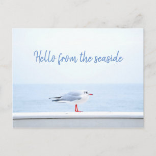 Personalized// Hello // Seagull Postcard