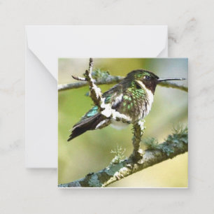 Personalized Hummingbird mini notecards