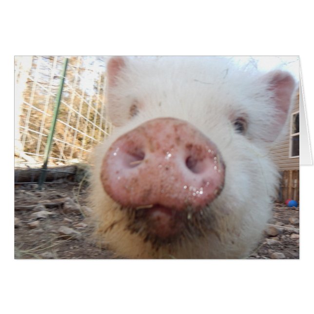 Personalized Mini Pig Snout (Front Horizontal)