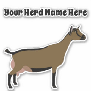 Personalized Nigerian Dwarf Dairy Goat