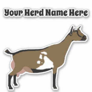Personalized Nigerian Dwarf Dairy Goat
