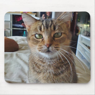 Personalized Pet Kitten Cat Photo    Mouse Pad