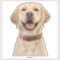 Personalized Pet Photo Car Window Sticker