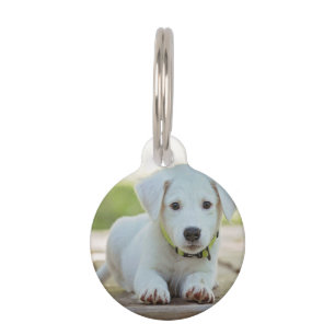 Personalized Pet Photo   Tag