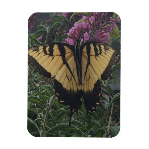 Personalized Photo Yellow and Black Butterfly   Magnet