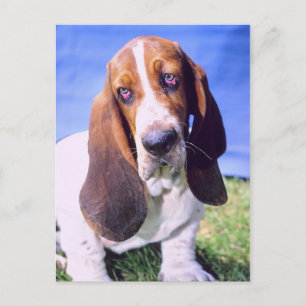 Personalized- Postcard: Lonely Basset Hound Postcard