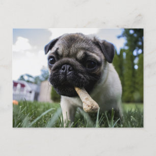 Personalized Pug Dog Photo and Name Postcard