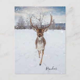 Personalized Reindeer Photo Postcard