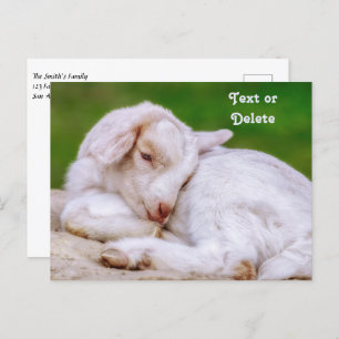 Personalized Sleepy Baby Goat Kid Postcard