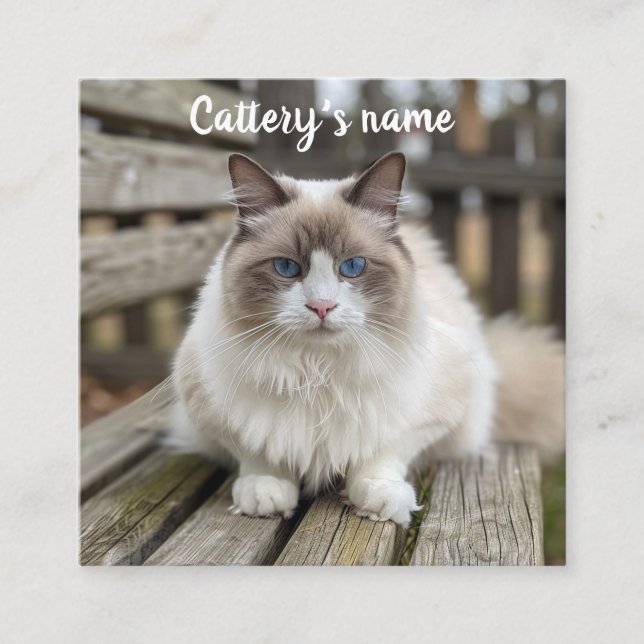 Personalized Square Business Card For Cattery  (Front)