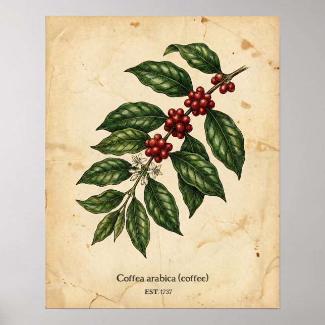 Personalized Vintage Coffee Plant Botanical Poster (Front)