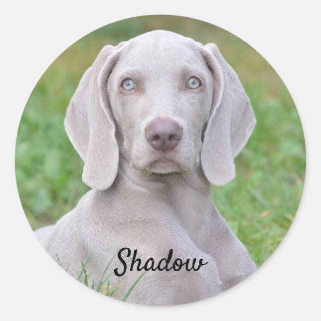 Personalized Weimaraner Puppy Dog  Classic Round Sticker (Front)