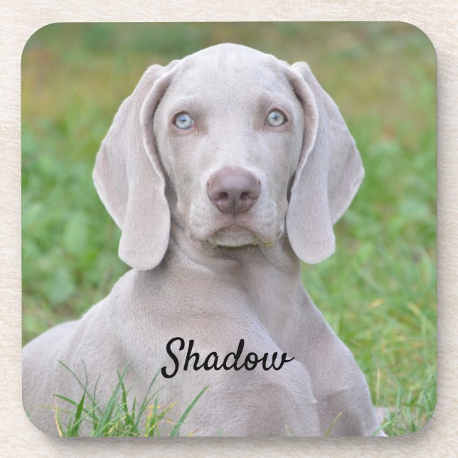 Personalized Weimaraner Puppy Dog Coaster (Front)