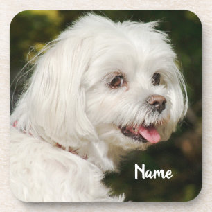Personalized White Maltese Puppy Dog Coaster