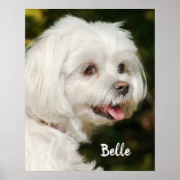 Personalized White Maltese Puppy Dog