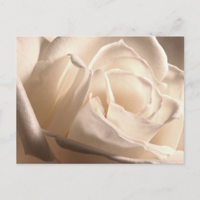 Personalized White Rose Save The Dates Announcement Postcard (Front)