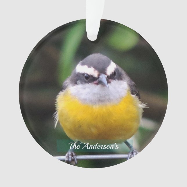 Personnalisé Cute Yellow Breast Bird Photo Personn (devant)
