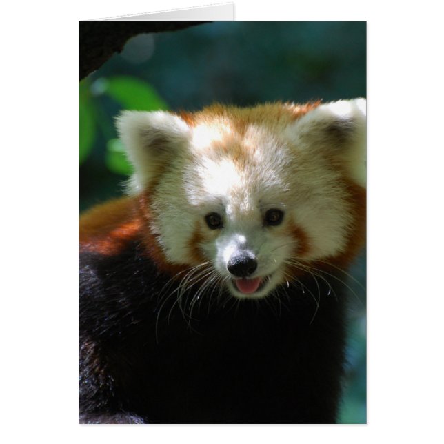 Personnaliser (Devant)