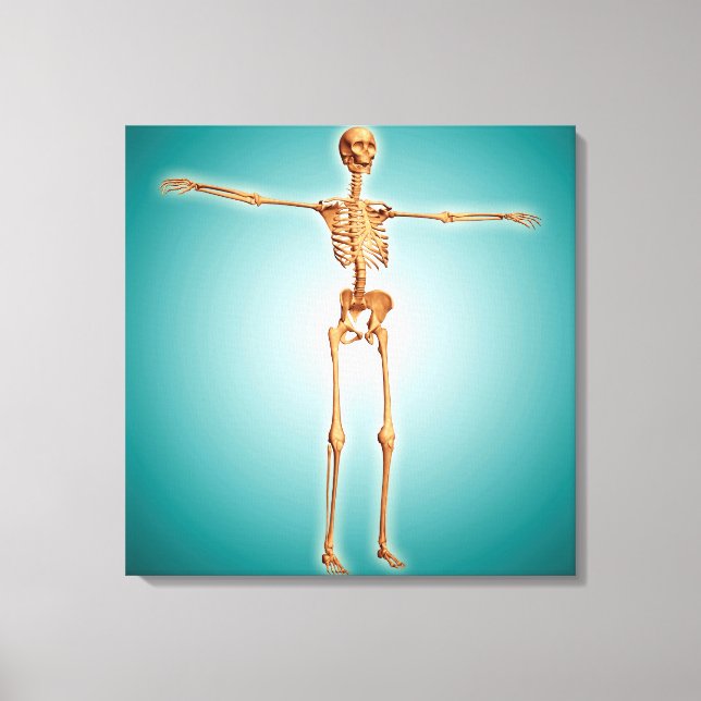 Perspective View Of Human Skeletal System Canvas Print (Front)