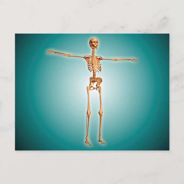 Perspective View Of Human Skeletal System Postcard (Front)