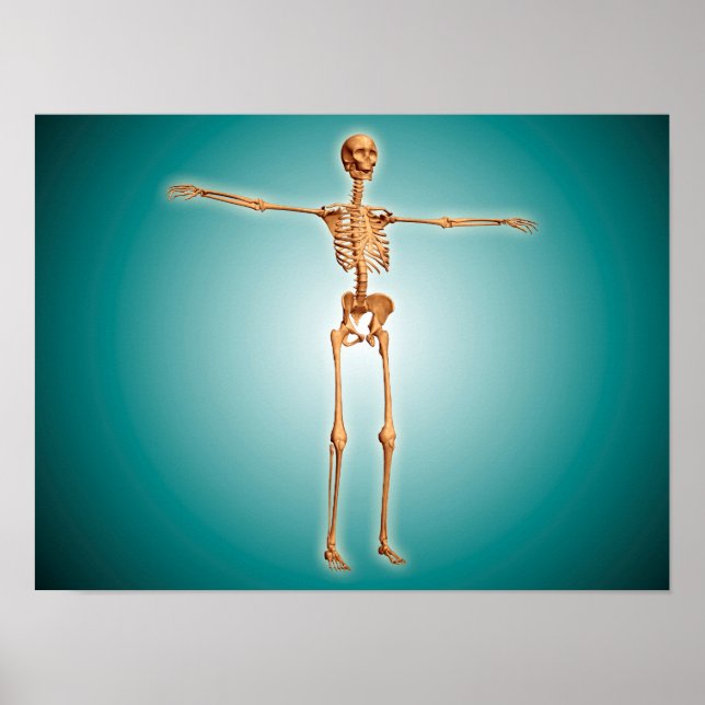 Perspective View Of Human Skeletal System Poster (Front)