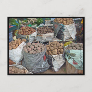Peru-Land of Potatoes Postcard