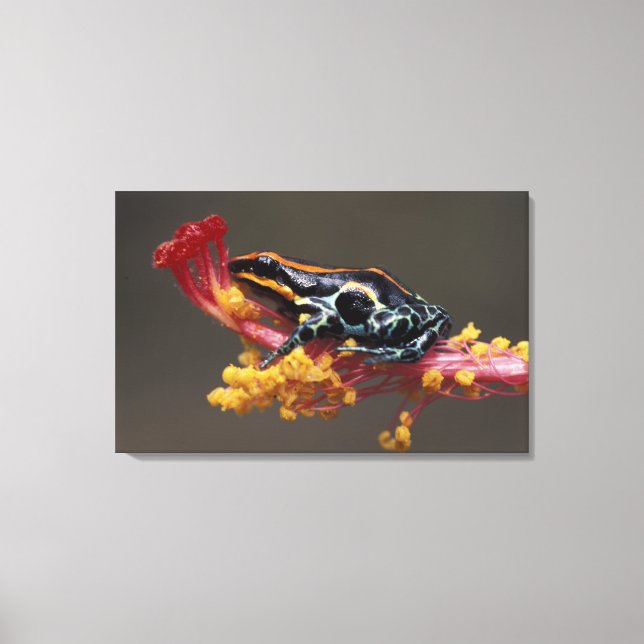Peru, Peruvian Rain Forest. Poison Arrow Frog Canvas Print (Front)