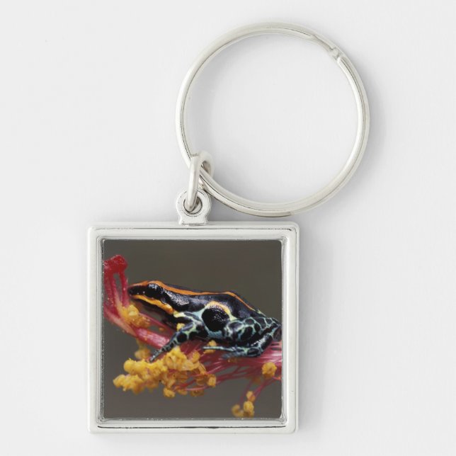 Peru, Peruvian Rain Forest. Poison Arrow Frog Keychain (Front)