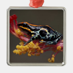Peru, Peruvian Rain Forest. Poison Arrow Frog Metal Ornament