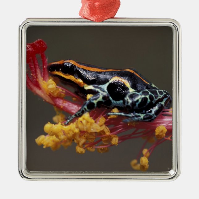 Peru, Peruvian Rain Forest. Poison Arrow Frog Metal Ornament (Front)