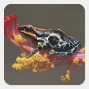 Peru, Peruvian Rain Forest. Poison Arrow Frog Square Sticker