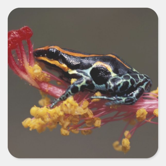 Peru, Peruvian Rain Forest. Poison Arrow Frog Square Sticker (Front)