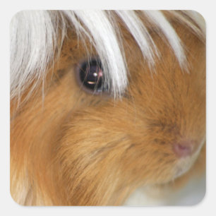 Peruvian Buff and White Guinea Pig Face Square Sticker