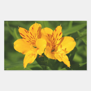 Peruvian Lilies Sticker