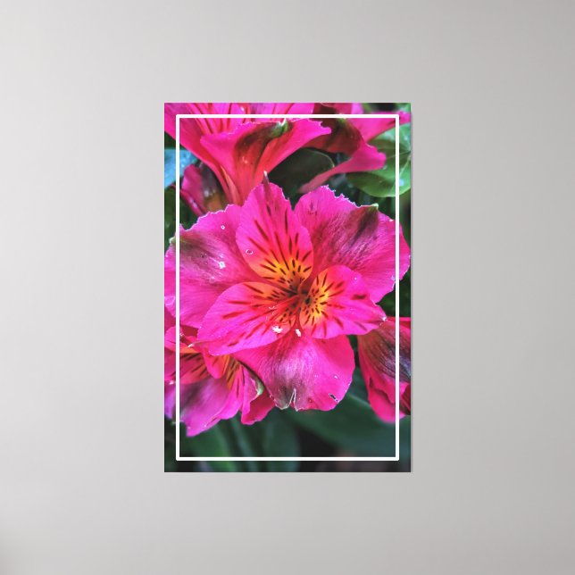 Peruvian Lily Pink Colour  Canvas Print (Front)