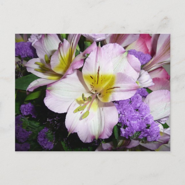 Peruvian Lily Postcard (Front)