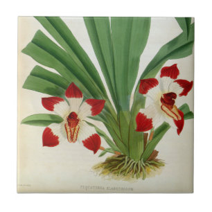 Pescatorea Klabochurum Orchid Lindenia Collection Tile
