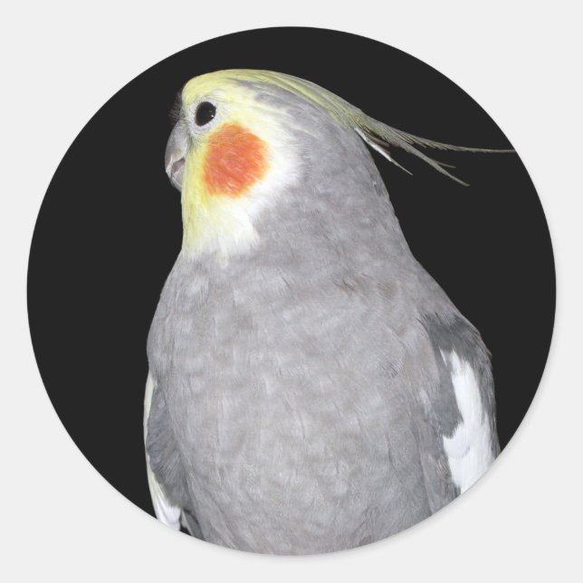 Pet Bird Cockatiel Photo Classic Round Sticker (Front)