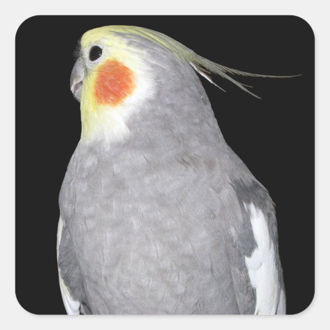 Pet Bird Cockatiel Photo Square Sticker (Front)